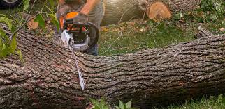 Best Commercial Tree Services  in Jackpot, NV